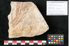 Foto (Objekt + Etikett) von Glyptostrobus europaeus Brongniarti (NHMW-GEO-2024-0188-8077)